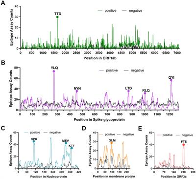 The molecular mechanisms of CD8+ T cell responses to SARS-CoV-2 infection mediated by TCR-pMHC interactions